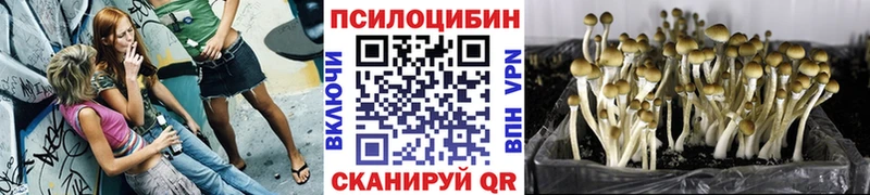 Купить закладки  Тулун  Псилоцибиновые грибы Cubensis 